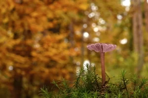 27课程上线了，有些话想说。-电气考研